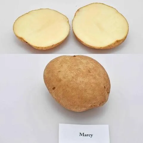 thumbnail for publication: University of Florida Potato Variety Trials Spotlight: 'Marcy'